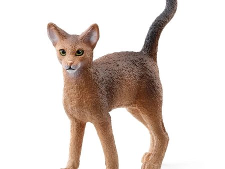 Abyssinian Cat Cheap